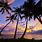 Palm Trees Sunset Wallpapers